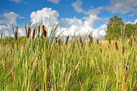 Reed bed sewage system