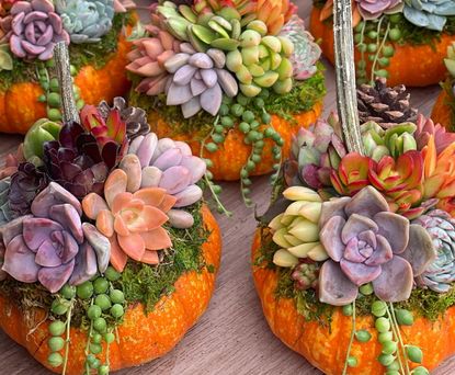 A selection of pumpkin planters with succulents