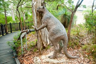 Extinct Procoptodon Goliah Kangaroo