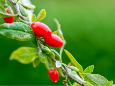 Red Goji Berry Plant