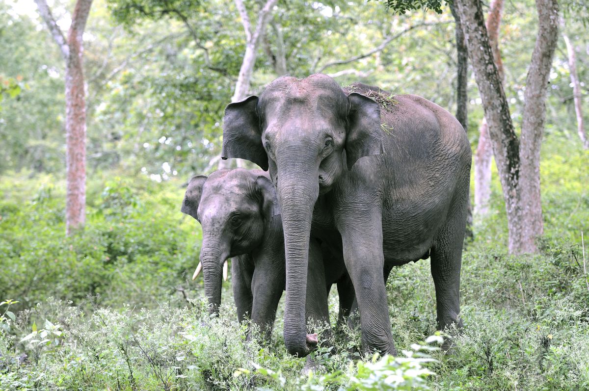 New research shows elephants are even smarter than we thought The Week