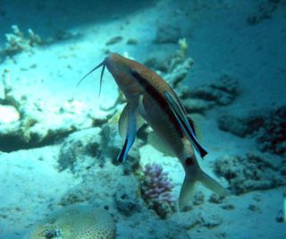 A goatfish being cleaned by a pair of cleaner fish. A study on a different species, the surgeonfish, found that the massage offered by the cleaners relieved stress for the receiving fish.