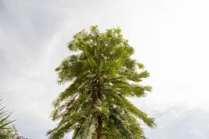 Wollemia Pine. 