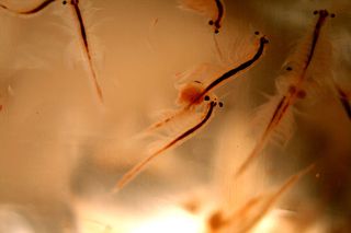Find out if changes in acidity affect the survival rate of brine shrimp.