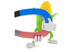 Animated Corn Husk Holding A Magnet