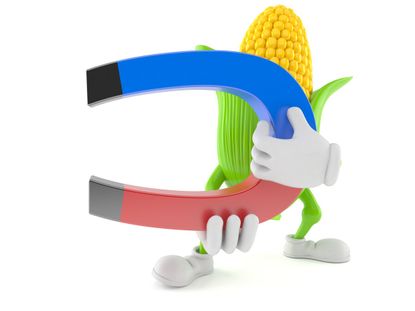 Animated Corn Husk Holding A Magnet