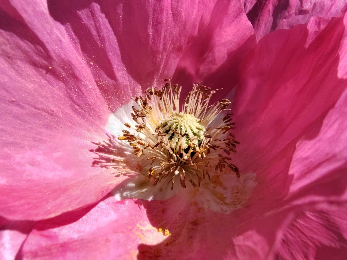 Close up of a flower