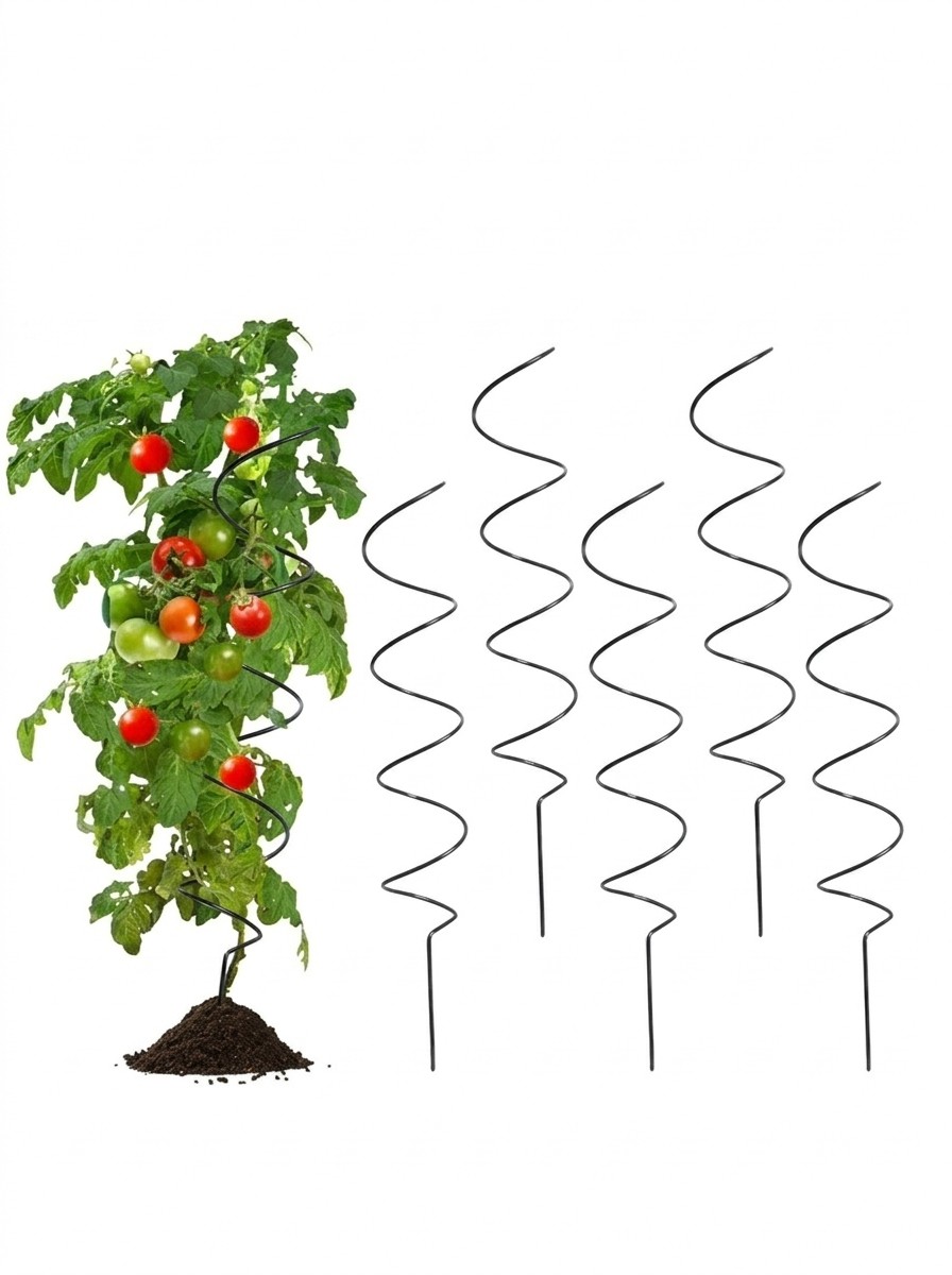A tomato plant and five spiral trellises