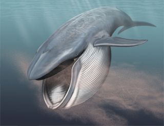 The blue whale has a huge, loose jaw that helps it scoop up tons of seawater, which it filters through its baleen teeth for a meal.