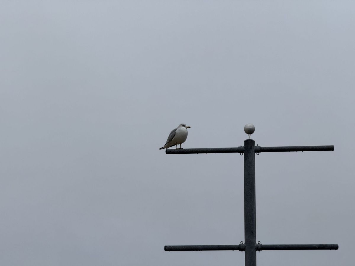Apple iPhone 16 Pro Max zoom sample.