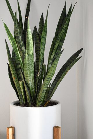 snake plant in white pot