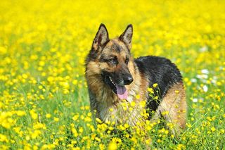 German shepherd dog in the grass.