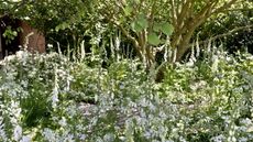 Multi-stemmed trees growing behind bell-shaped white flowers in a garden at the Chelsea Flower Show
