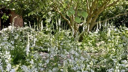 Multi-stemmed trees growing behind bell-shaped white flowers in a garden at the Chelsea Flower Show