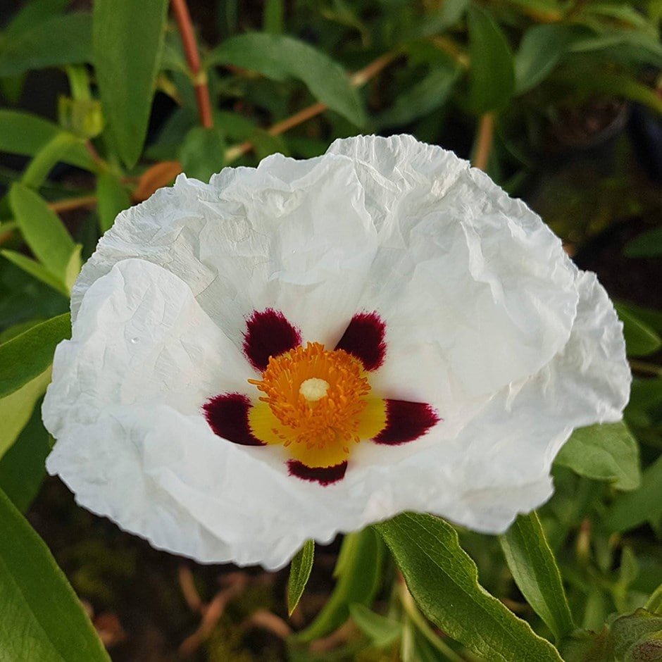 Cistus × Purpureus 'alan Fradd'