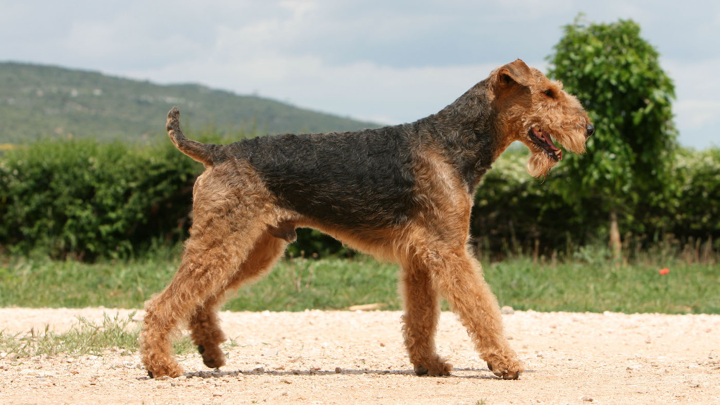 Airedale terrier side-on walking
