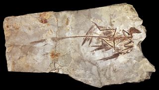 &lt;i&gt;Microraptor&lt;/i&gt; specimen fossil