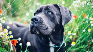 Cane Corso dog standing in a meadow
