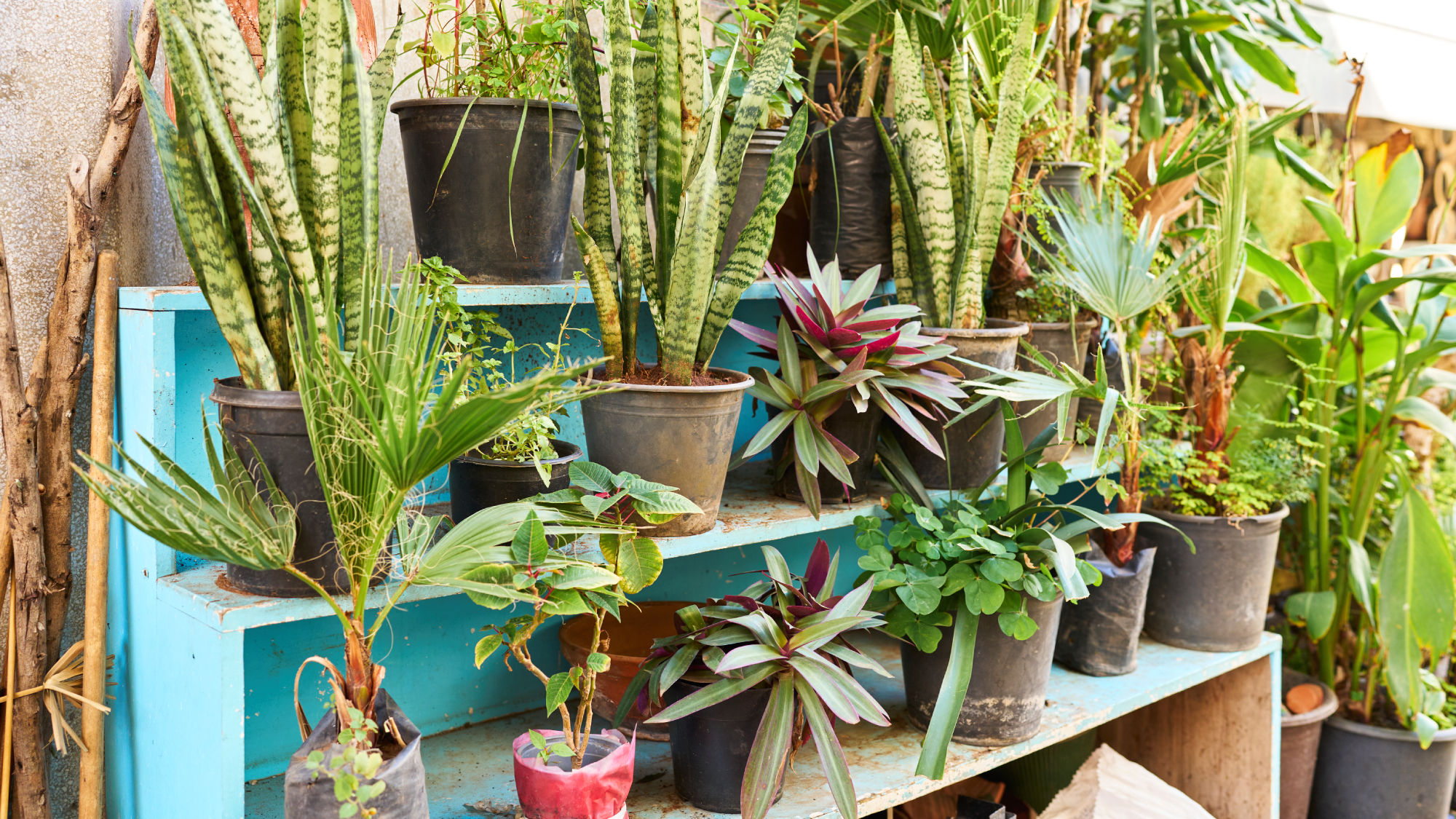 Many houseplants on a multi-tiered blue shelf