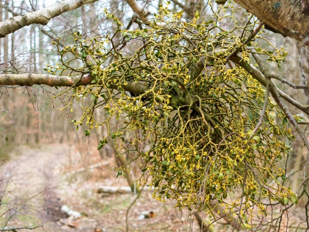 parasitic-plant-info-learn-about-different-types-of-parasitic-plants