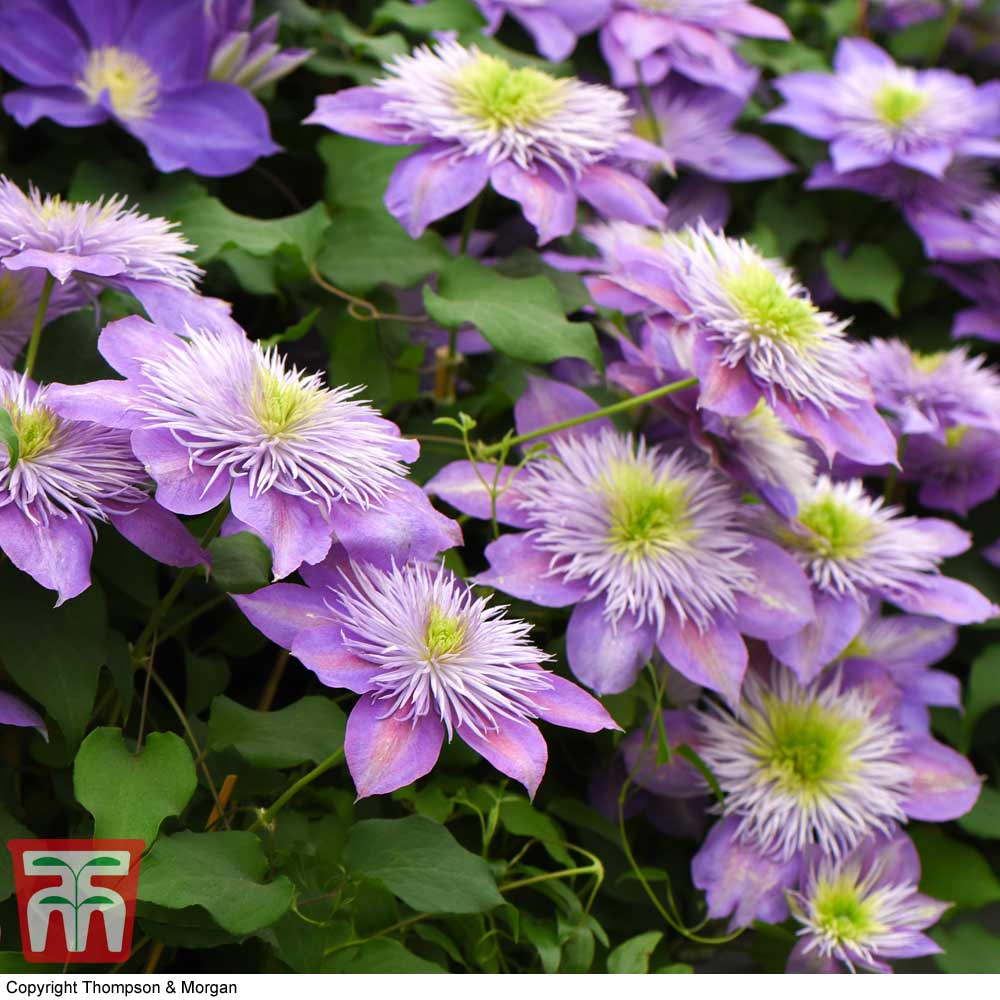Clematis Crystal Fountain&amp;amp;trade; Evipo038