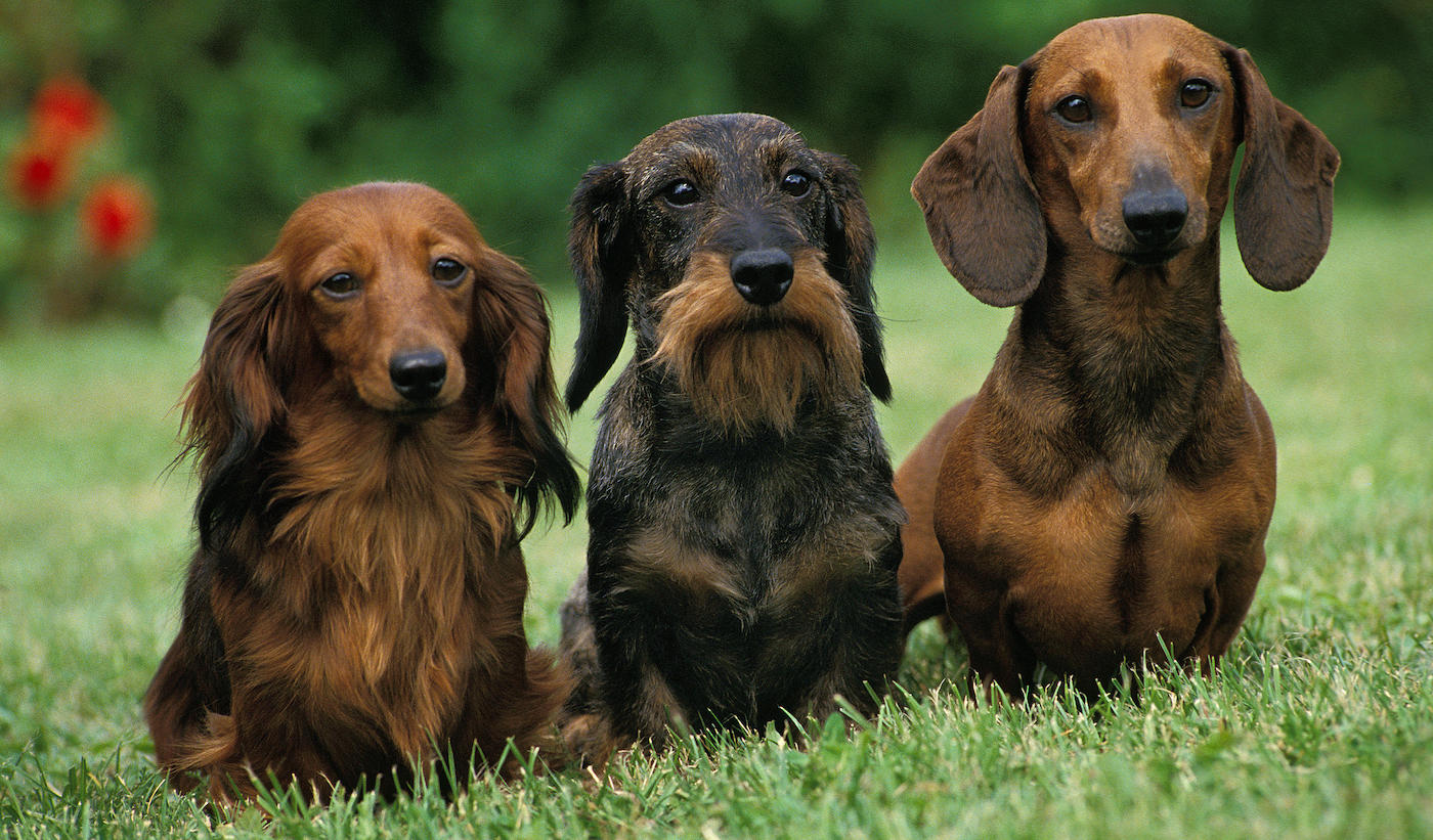 Dachshunds