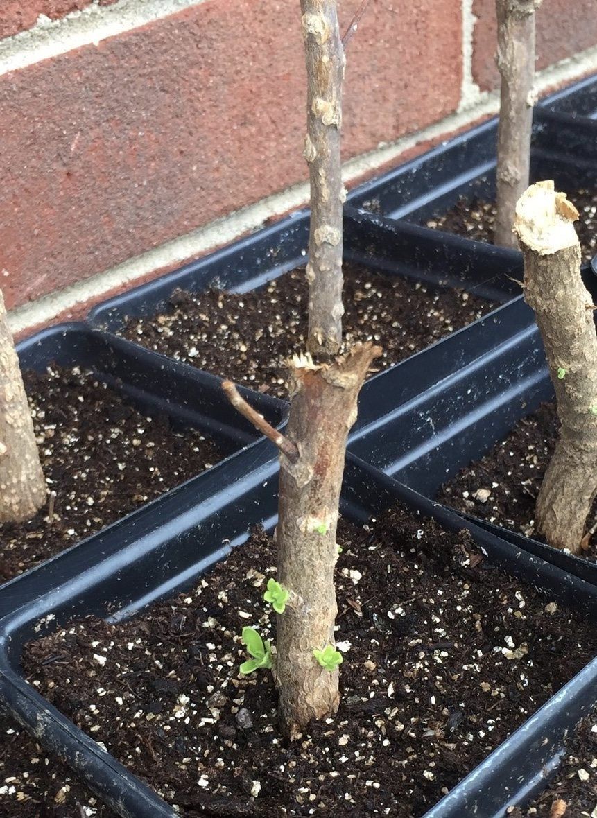 Individually Potted Texas Sage Cuttings