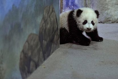 Happy Birthday, Bao Bao! National Zoo panda celebrates one year