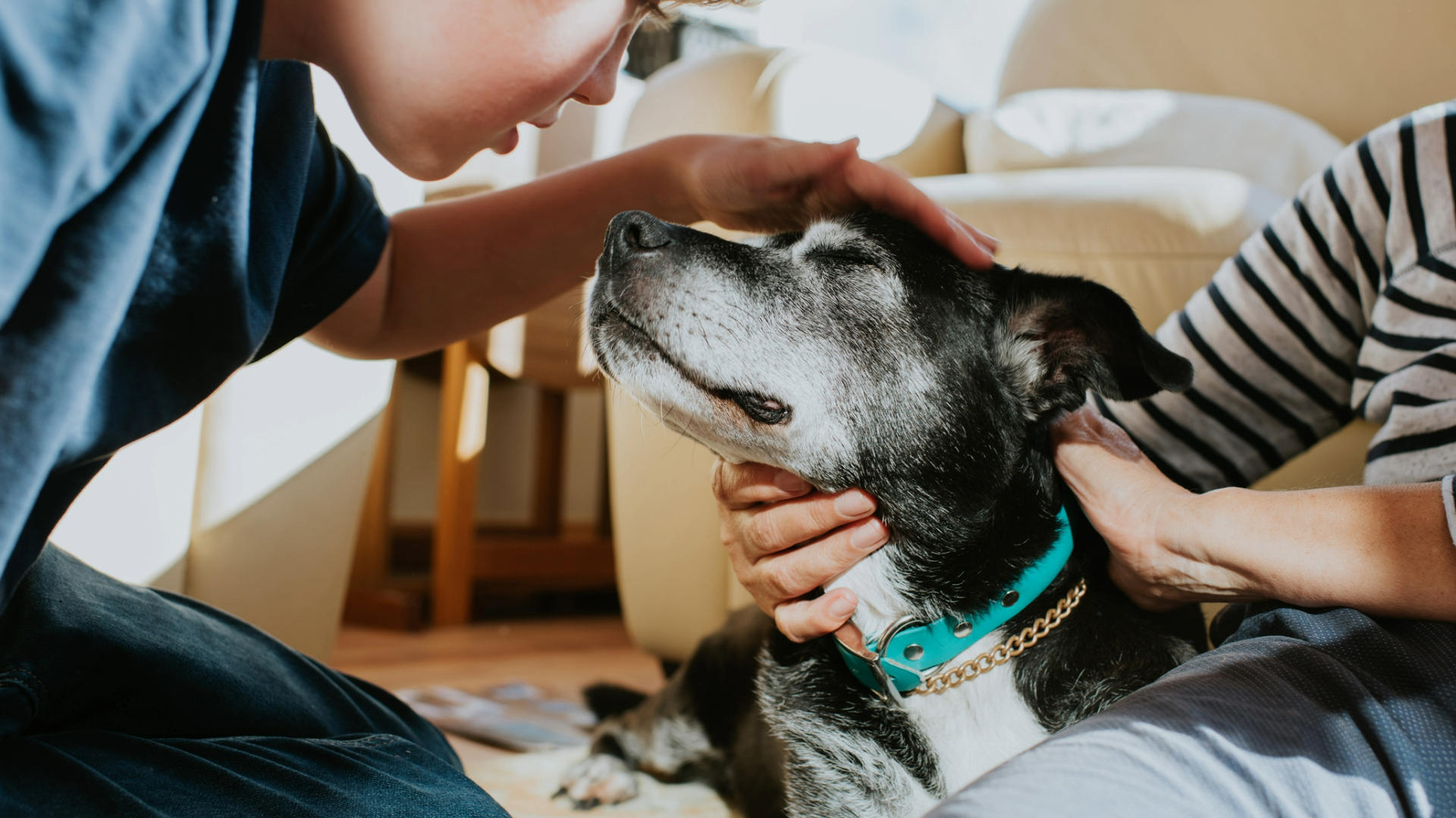 Owner stroking a senior dog