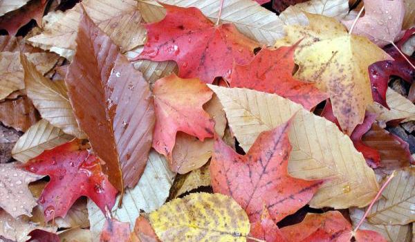 Why Is Autumn Called Fall? The Season's History, Explained