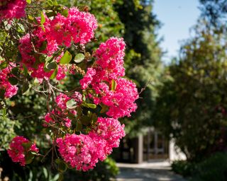 Close up of pink flowers on a crape myrtle tree in Los Angeles
