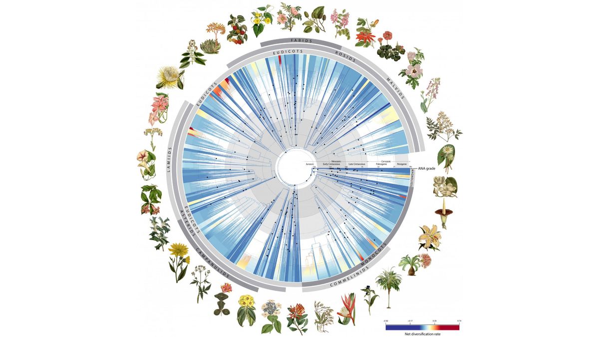 A diagram showing a circular tree of life for flowering plant genera, with illustrations of the plants around the perimeter of the circle