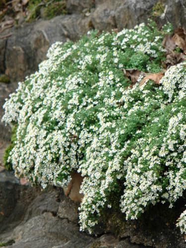 Perennial Farm Aster Ericoides &amp;lsquo;snow Flurry&amp;rsquo; (white Heath Aster) &amp;ndash; Live Perennial in #1 Container, Low-Growing White Daisy-Like Blooms, Compact Groundcover, Great for Edging &amp;amp; Pollinator Gardens