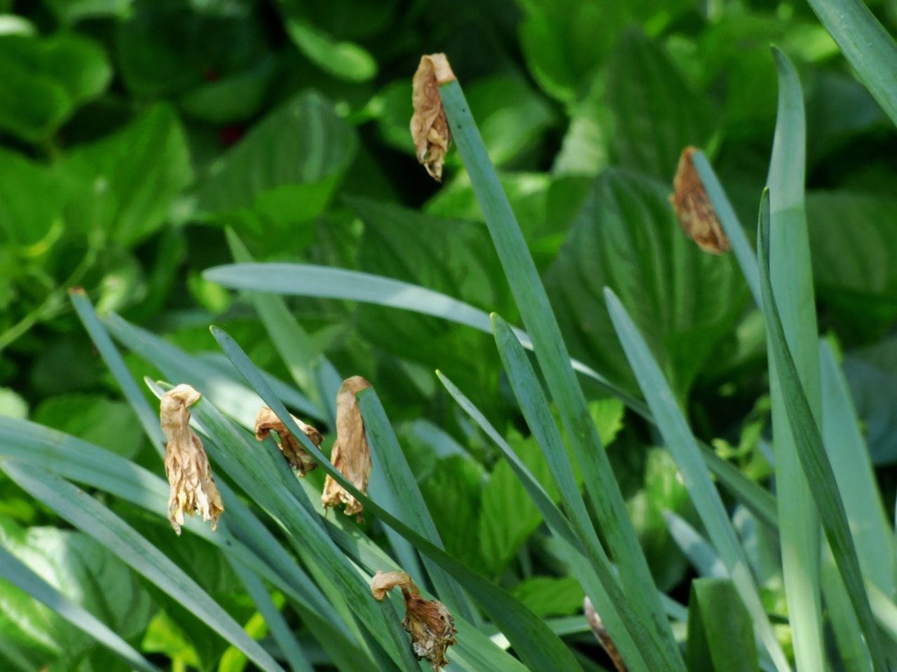 Wilted Daffodil Bulbs