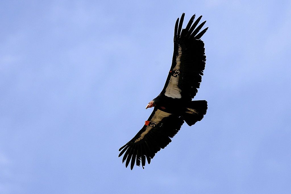 A California condor.