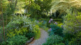 A lush display of under tree planting in large shady garden area