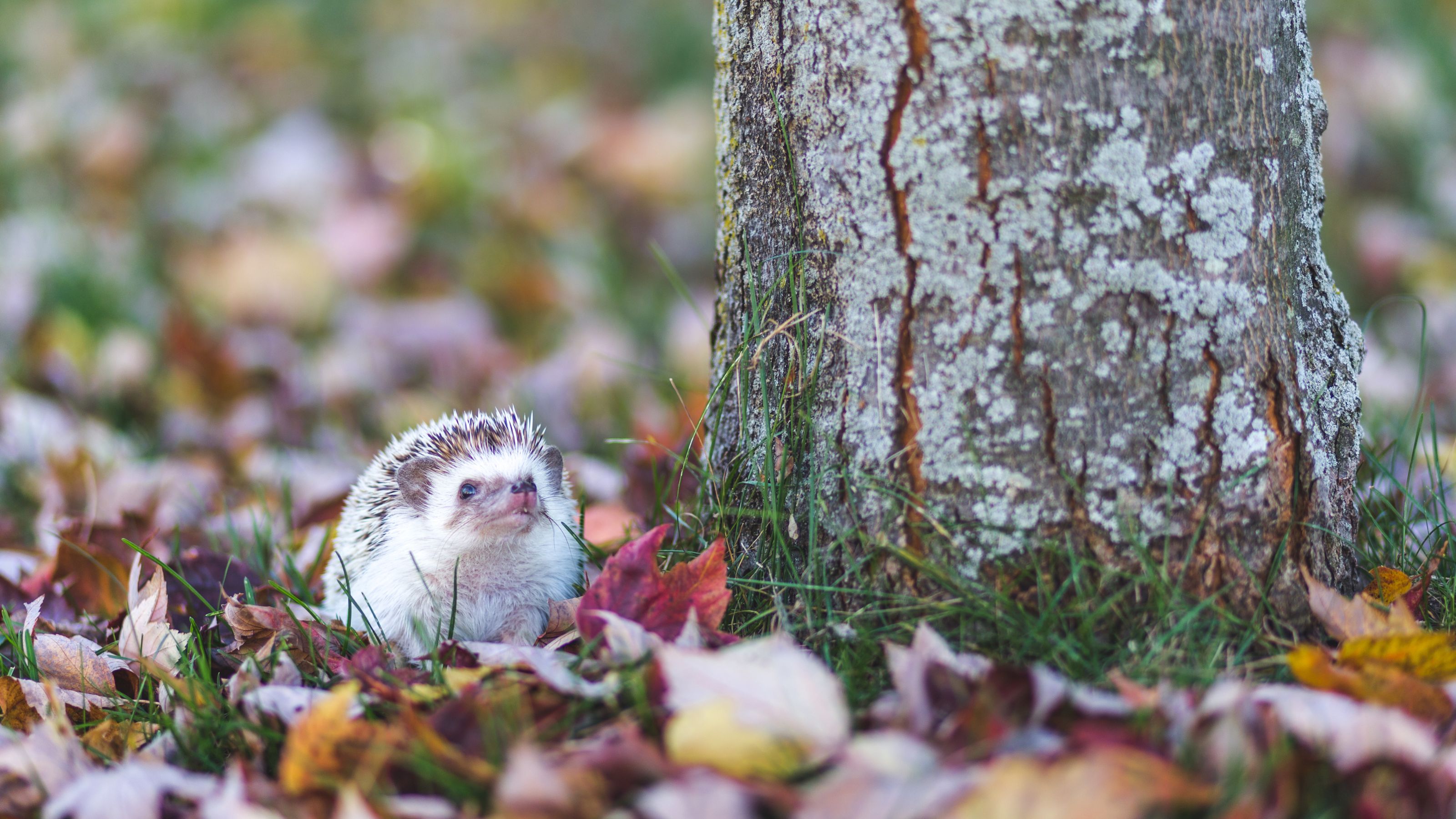 Hedgehog sitting on grass next to tree and leaves