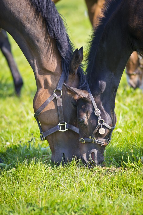 thoroughbredbreedersassoc