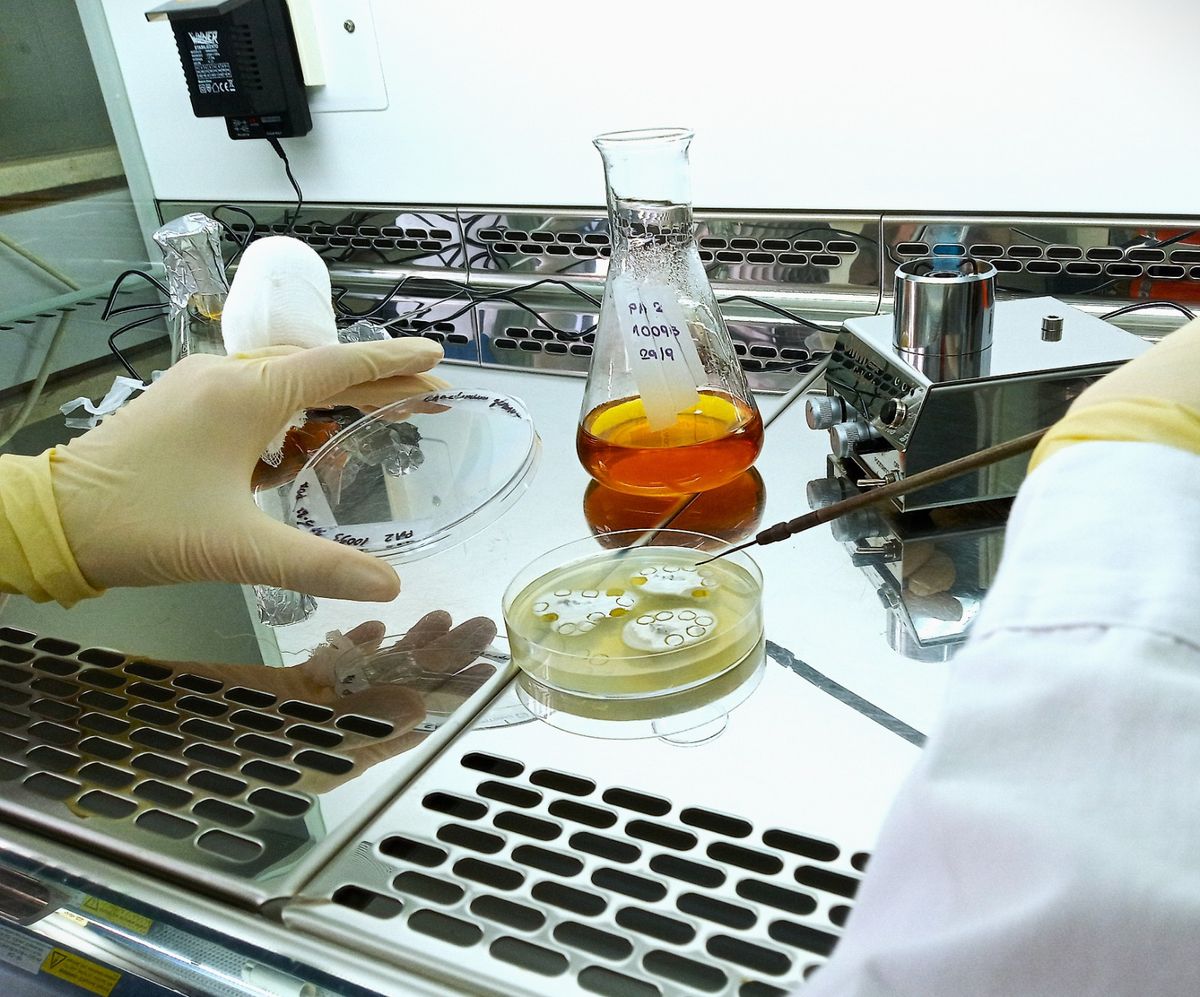 A scientist sits at a bench and uses a stick-like tool to touch a sample in a petri dish.