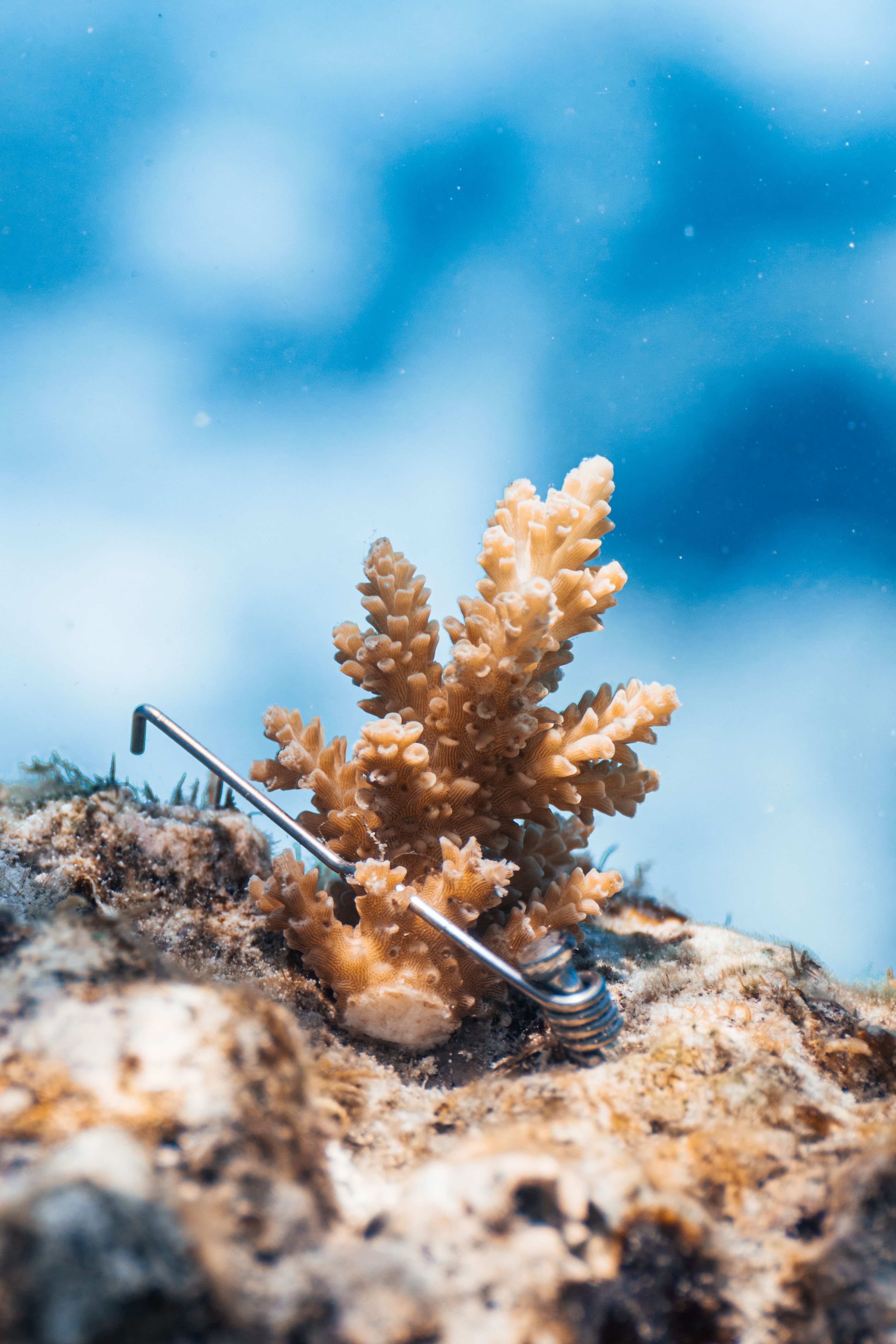 Coral Gardeners
