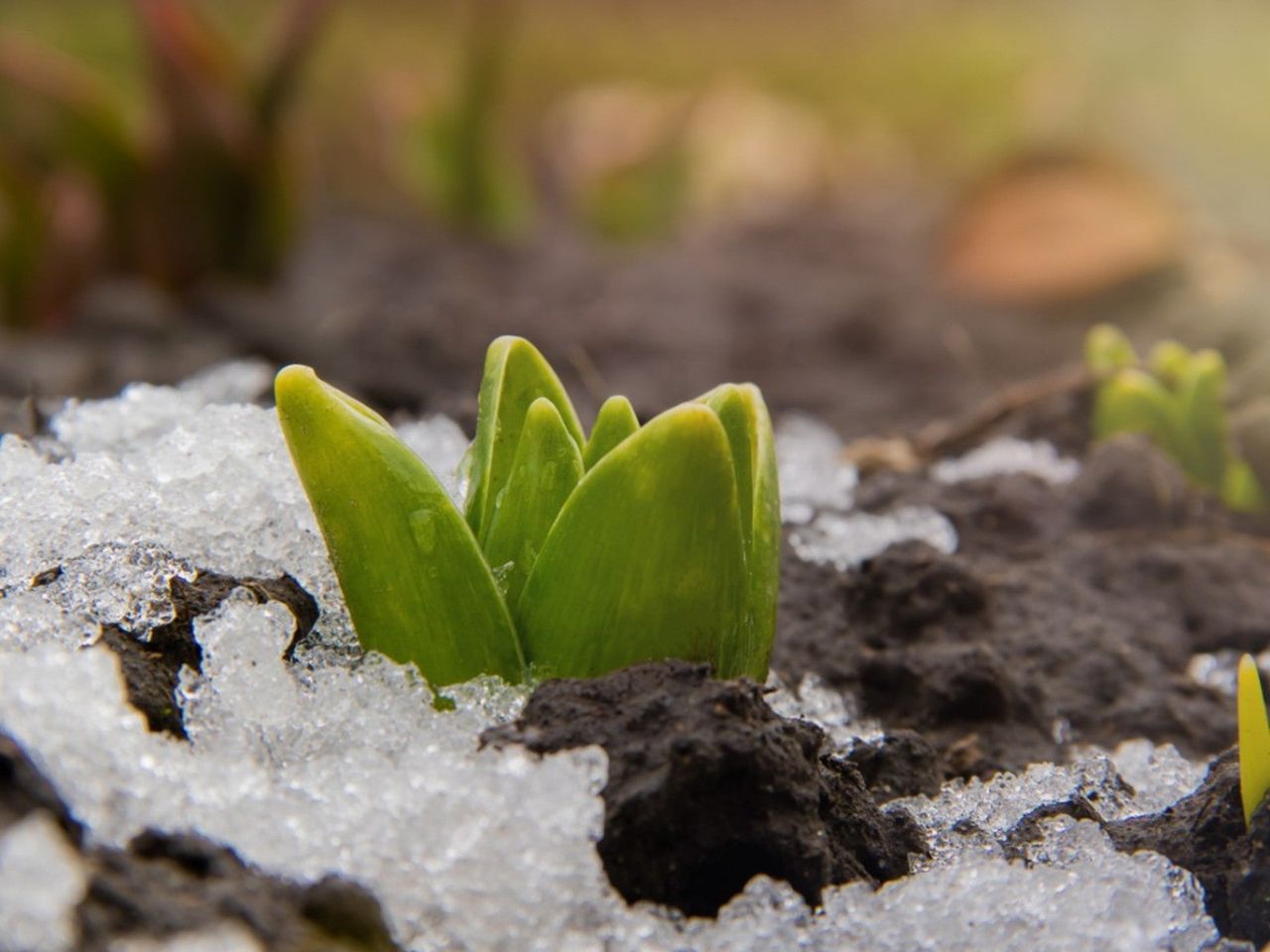 Bulbs Sprouting From Snow Covered Ground