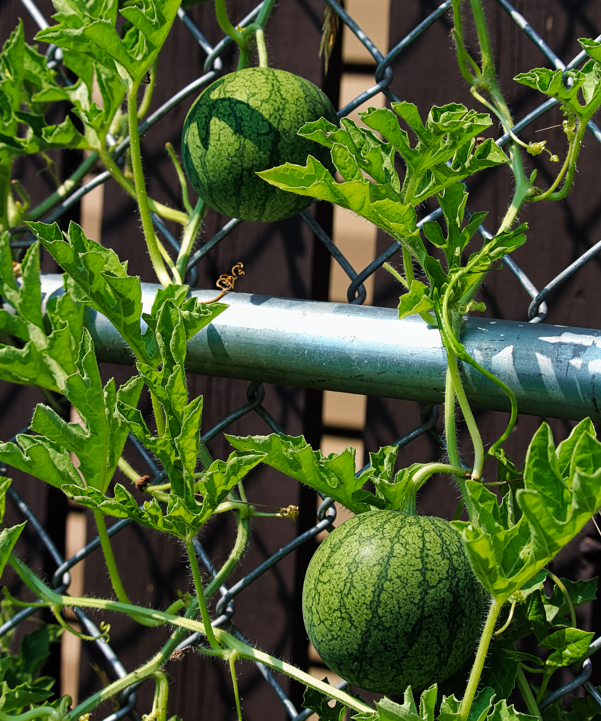 Small melons growing on fence
