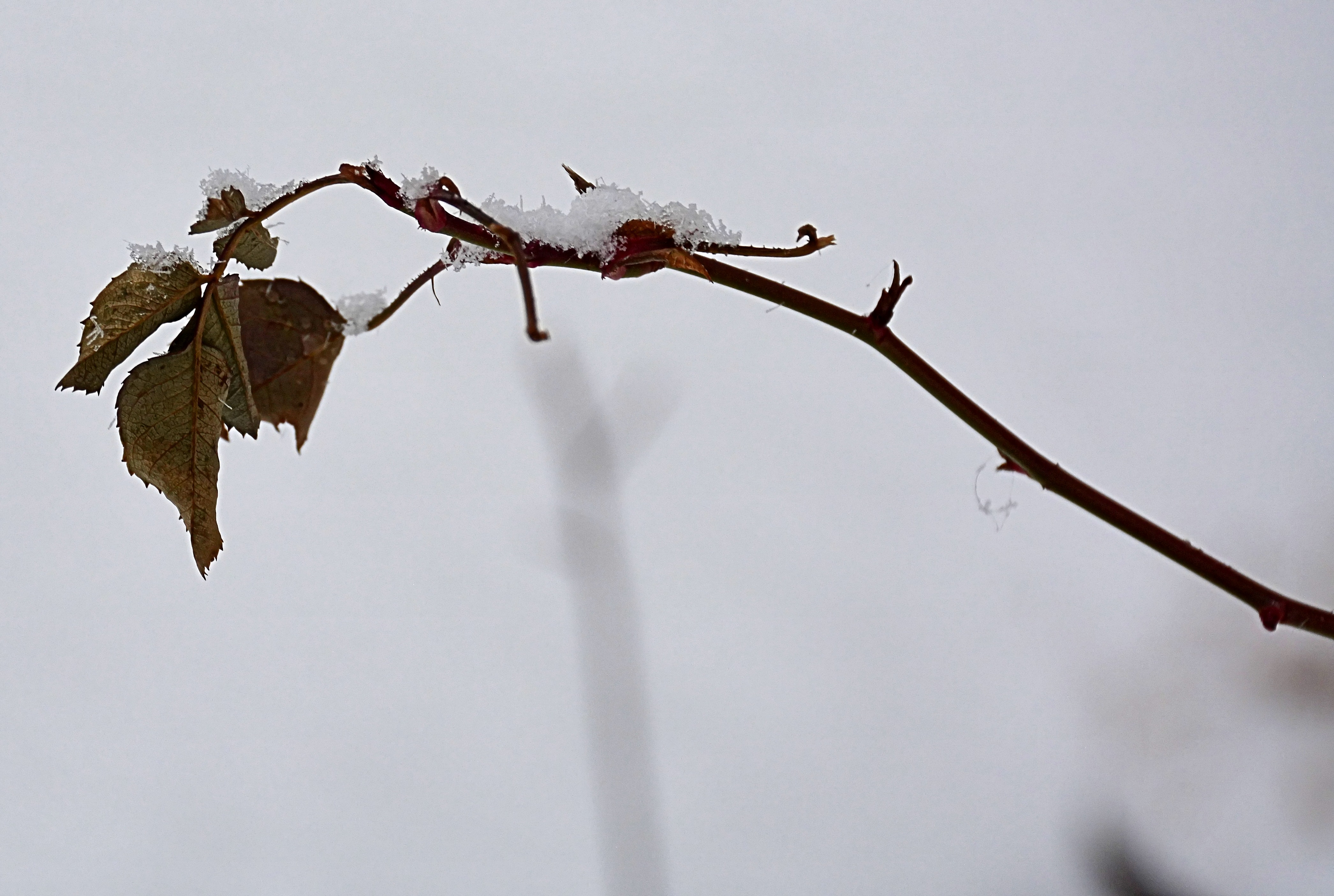 GuruShots - February 2026