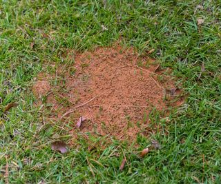 A large fire ant mound in a lawn