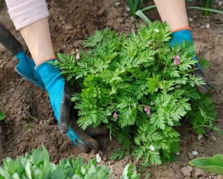 handling bleeding hearts with gardening gloves to protect from irritation