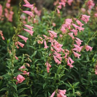 Pink penstemon flowers growing in garden