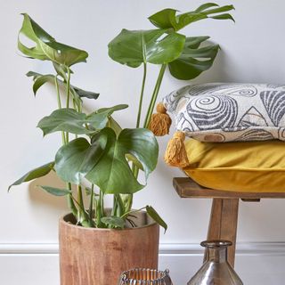 monstera house plant in a ceramic pot beside a wooden bench