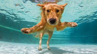 Best pool cleaners: Dog underwater in pool 