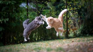 Two cats fighting outside