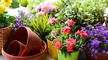 empty terracotta pots ready for planting